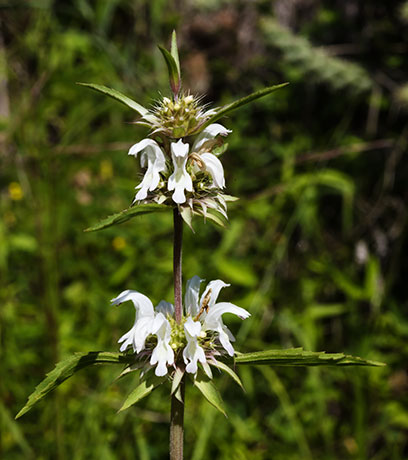 Lemon Beebalm Pagoda Plant Monarda citriodora 