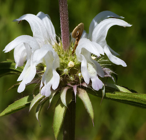 Lemon Beebalm Pagoda Plant Monarda citriodora  