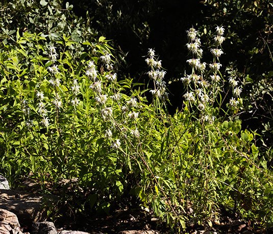 Lemon Beebalm Pagoda Plant Monarda citriodora 