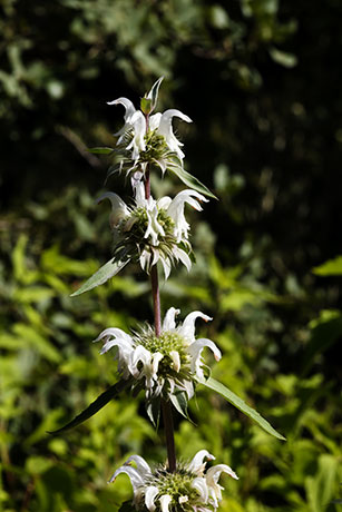 Lemon Beebalm Pagoda Plant Monarda citriodora 