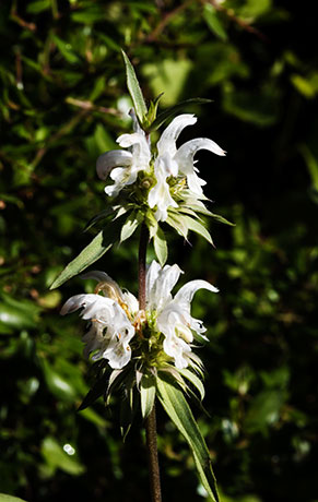Lemon Beebalm Pagoda Plant Monarda citriodora 