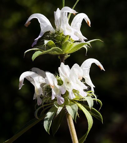 Lemon Beebalm Pagoda Plant Monarda citriodora 