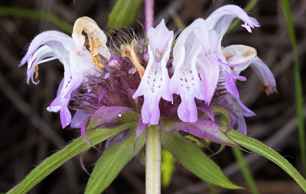 Lemon Beebalm Pagoda Plant Monarda citriodora 
