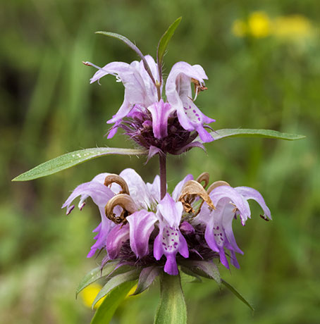 Lemon Beebalm Pagoda Plant Monarda citriodora 