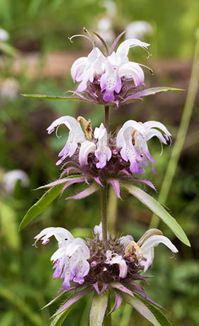 Lemon Beebalm Pagoda Plant Monarda citriodora 