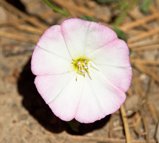 Field Bindweed Convolvulus arvensis   