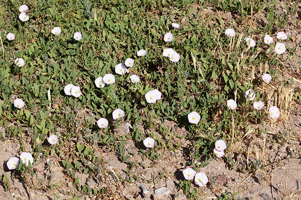 Field Bindweed Convolvulus arvensis   