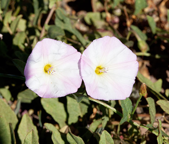 Field Bindweed Convolvulus arvensis   