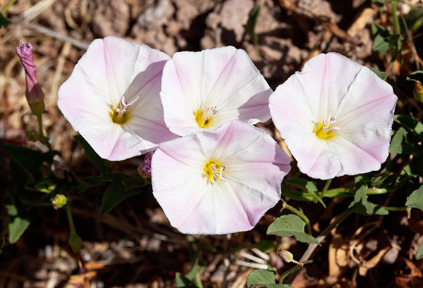 Field Bindweed Convolvulus arvensis   