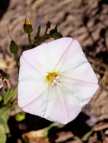Field Bindweed Convolvulus arvensis   