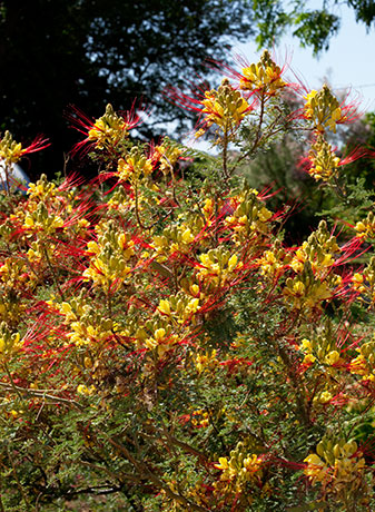 Yellow (Mexican) Bird-of-Paradise Caesalpinia gilliesii 