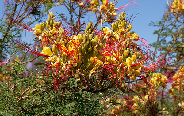 Yellow (Mexican) Bird-of-Paradise Caesalpinia gilliesii 