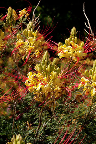 Yellow (Mexican) Bird-of-Paradise Caesalpinia gilliesii 