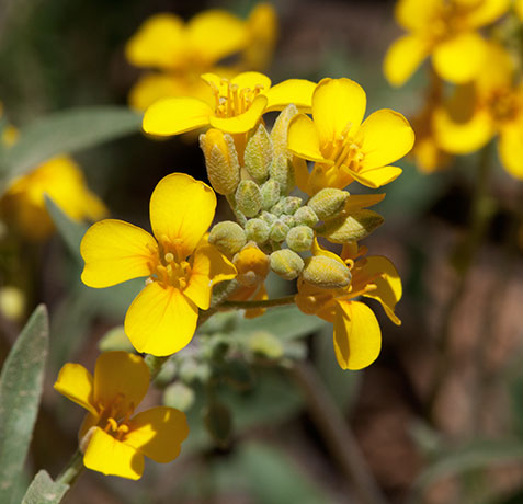 Bladderpod  Lesquerella 