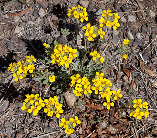 Bladderpod  Lesquerella 