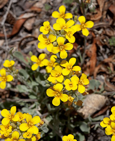 Bladderpod  Lesquerella 