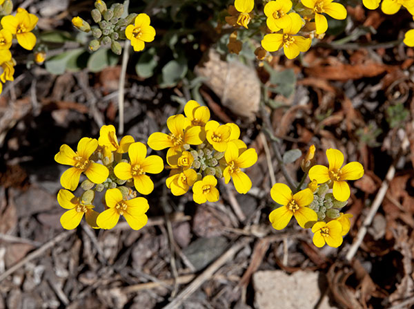 Bladderpod  Lesquerella 