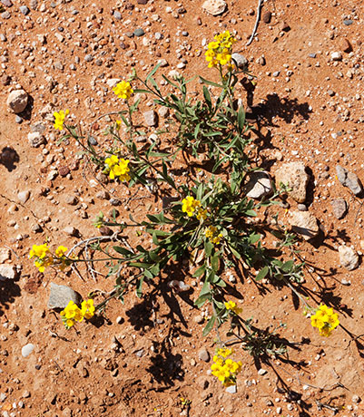 Gordon's Bladderpod Physaria gordonii ( Lesquerella gordonii )