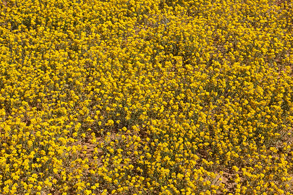 Gordon's Bladderpod Physaria gordonii ( Lesquerella gordonii )