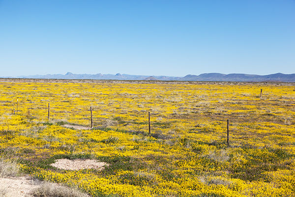 Gordon's Bladderpod Physaria gordonii ( Lesquerella gordonii )