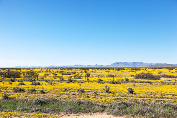 Gordon's Bladderpod Physaria gordonii ( Lesquerella gordonii )
