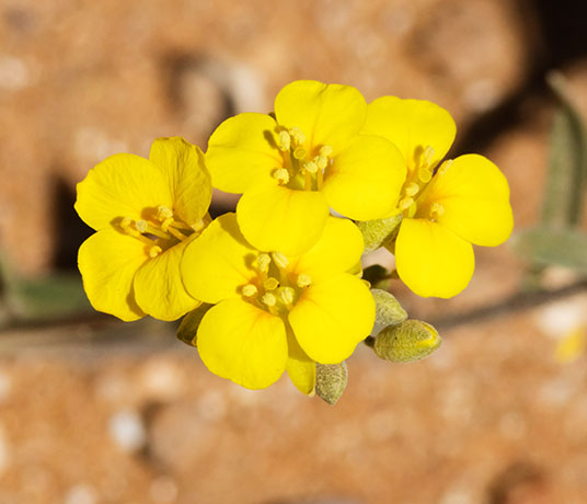Gordon's Bladderpod Physaria gordonii ( Lesquerella gordonii )