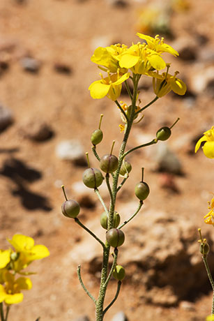 Gordon's Bladderpod Physaria gordonii ( Lesquerella gordonii )