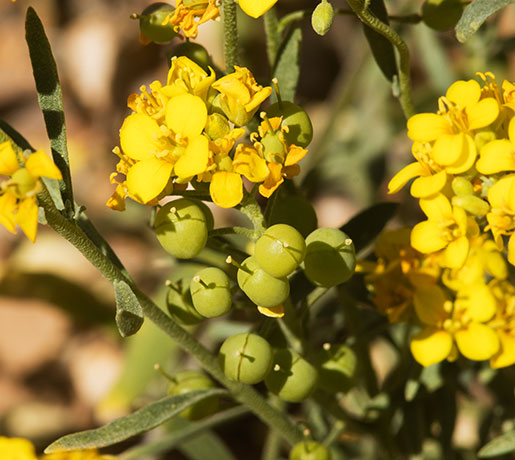 Gordon's Bladderpod Physaria gordonii ( Lesquerella gordonii )