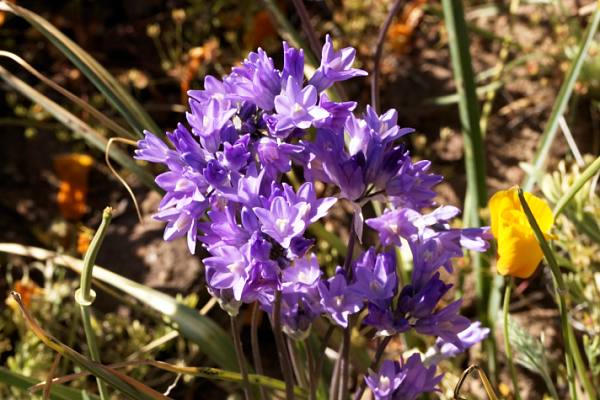 Blue Dicks Desert Hyacinth Dichelostemma capitatum Dichelostemma pulchellum Brodiaea pulchella Bluedicks