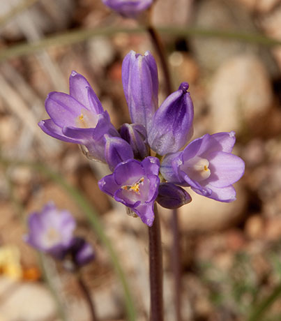 Blue Dicks Desert Hyacinth Dichelostemma capitatum Dichelostemma pulchellum Brodiaea pulchella Bluedicks