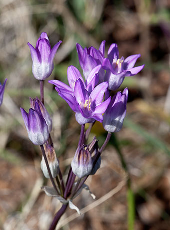 Blue Dicks Desert Hyacinth Dichelostemma capitatum Dichelostemma pulchellum Brodiaea pulchella Bluedicks