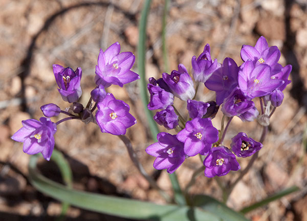 Blue Dicks Desert Hyacinth Dichelostemma capitatum Dichelostemma pulchellum Brodiaea pulchella Bluedicks