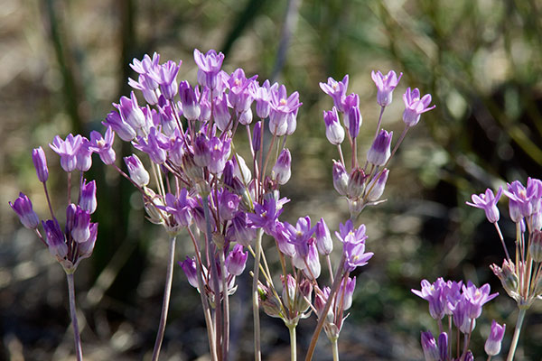 Blue Dicks Desert Hyacinth Dichelostemma capitatum Dichelostemma pulchellum Brodiaea pulchella Bluedicks