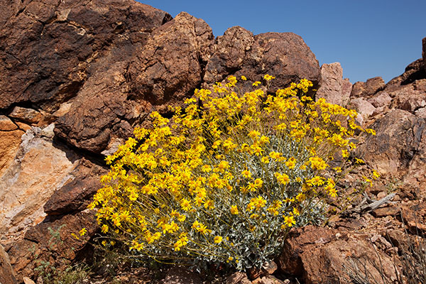 Brittlebush Encelia farinosa 