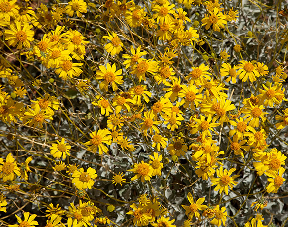 Brittlebush Encelia farinosa 