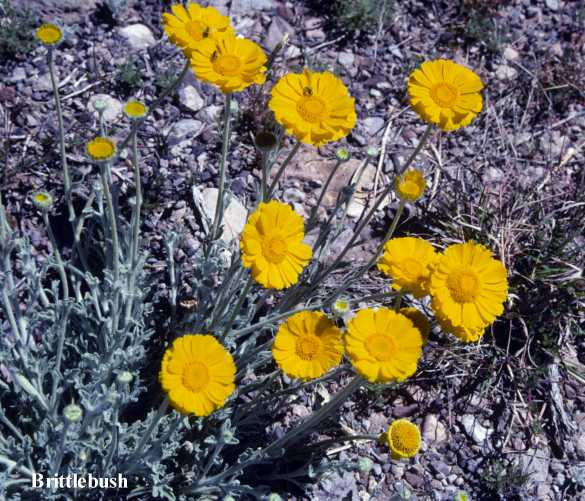Photograph of Brittlebush