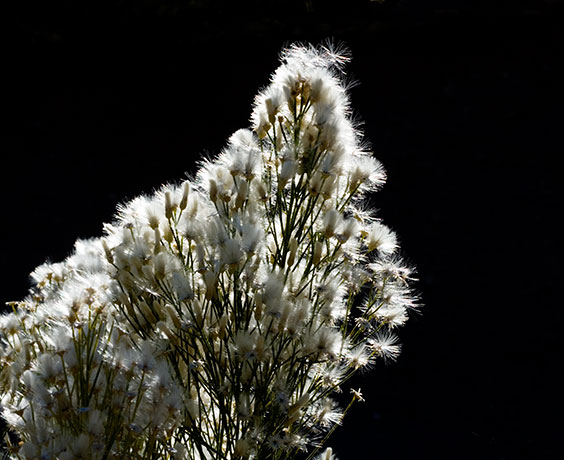 Desert Broom Baccharis sarothroides 