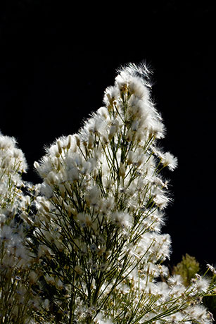 Desert Broom Baccharis sarothroides 