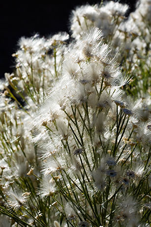 Desert Broom Baccharis sarothroides 