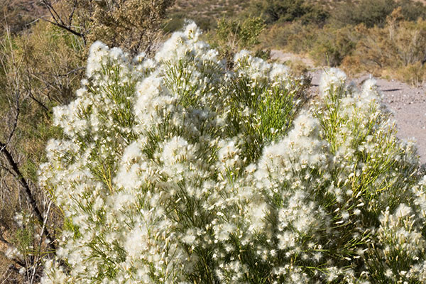 Desert Broom Baccharis sarothroides 
