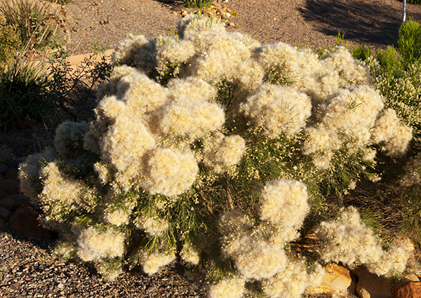 Desert Broom Baccharis sarothroides 