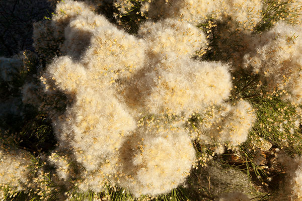 Desert Broom Baccharis sarothroides 