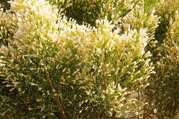Desert Broom Baccharis sarothroides 
