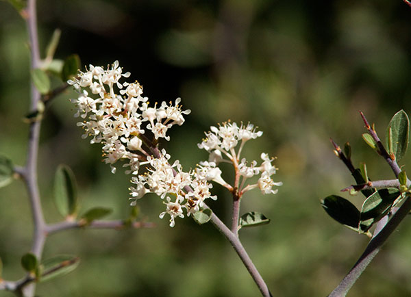Fendler's Buckbrush Ceanothus fendleri  