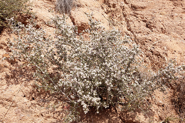 Desert Buckbrush Ceanothus greggii   
