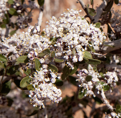 Desert Buckbrush Ceanothus greggii   