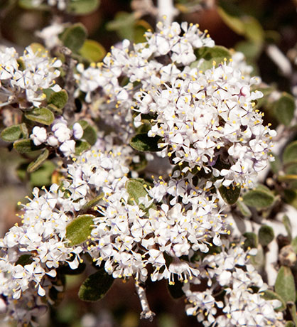 Desert Buckbrush Ceanothus greggii   