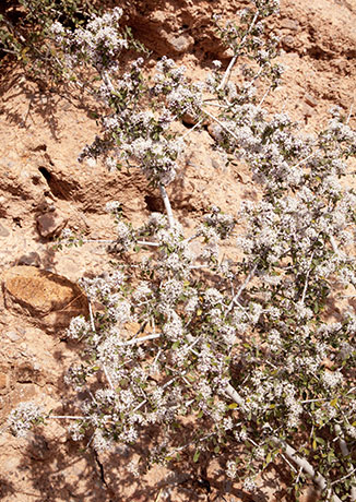Desert Buckbrush Ceanothus greggii   