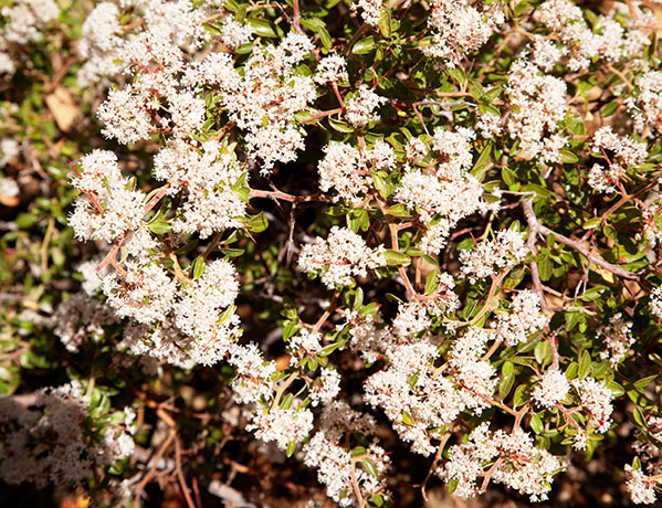 Fendler's Buckbrush Ceanothus fendleri  