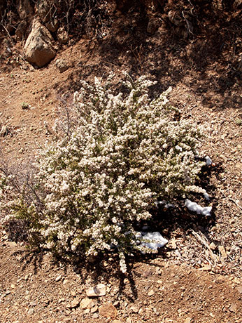 Fendler's Buckbrush Ceanothus fendleri  